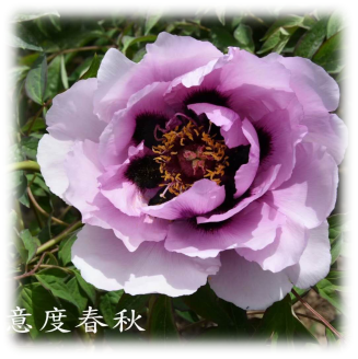 Prevention of common diseases and insect pests of Tree Peony