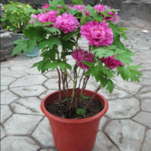 Few Simple Steps To Learn How To Potting Tree Peonies