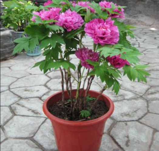 Few Simple Steps To Learn How To Potting Tree Peonies