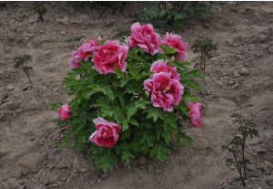 How to transplant tree peony survival rate high