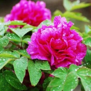 Learn these steps，plant  peonieswill more bloom