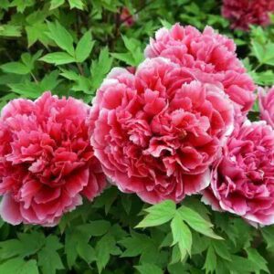 How to distinguish Tree peony from Herbaceous peony
