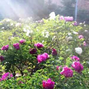 Do You know Peony Autumn pruning tips