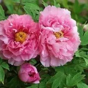 Master these 5 points, you will grow a beautiful big peony!