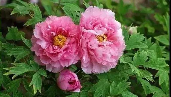Master these 5 points, you will grow a beautiful big peony!