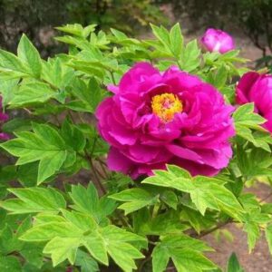 The reason why peonies don’t bloom in the second year