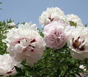 Four points to be paid attention to when tree peony blooms in greenhouse