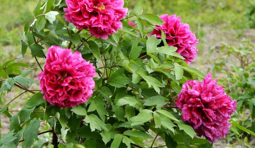 20371137_1460731333113_mthumb 4 skills of daily management of tree peony