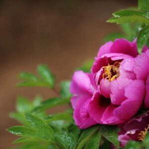It is the annual peony planting season, teach you to grow beautiful peonies at home!