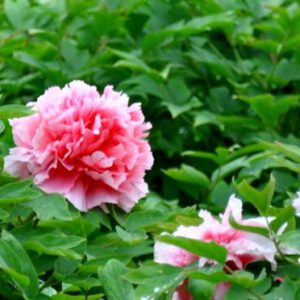 Do you know how to Prune Peonies in winter?