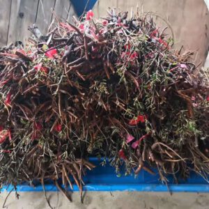 5 steps for tree Peony Export