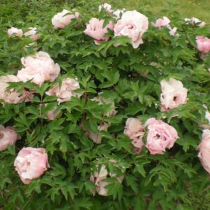 How to protect tree peonies in winter