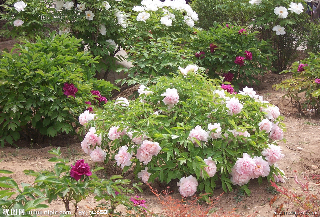 The most common types of tree peony flowers PaeoniaRockiiChineseTree