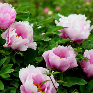 Five techniques of winter maintenance and management of tree peony
