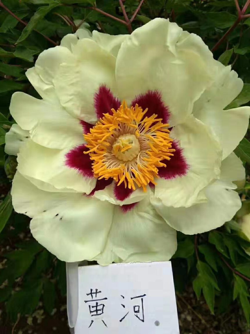 Annual Cycle and growth characteristics of Paeonia Rockii