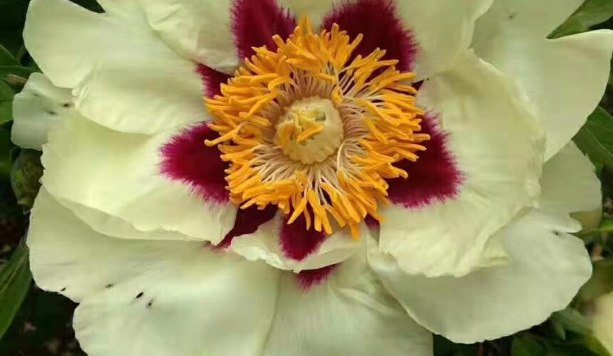 Annual Cycle and growth characteristics of Paeonia Rockii