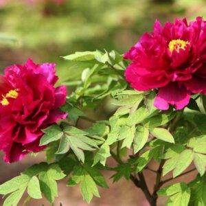 Peony common 8 kinds of pests and diseases