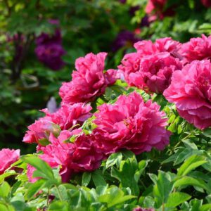 5 tips for growing peony
