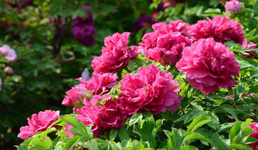 timg-2 5 tips for growing peony