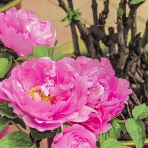 The most common types of tree peony flowers