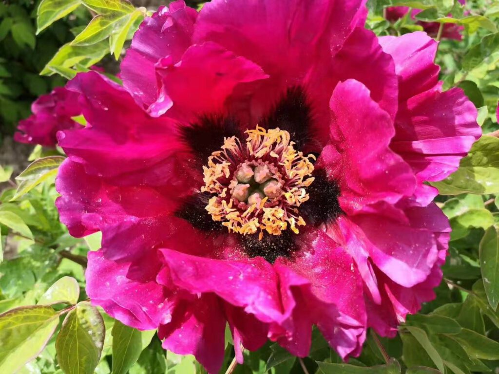 Why is it so hard for a novice to grow peonies PaeoniaRockii