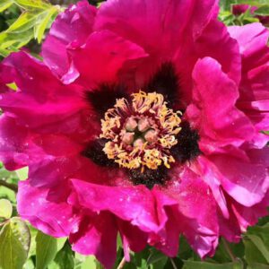 Why is it so hard for a novice to grow peonies