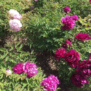 The peony flower wants to be beautiful, must spread fertilizer properly