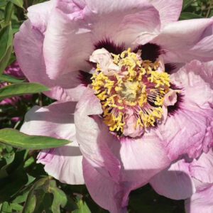 Proper time for planting peonies in spring
