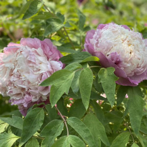 How to manage tree peonies in summer