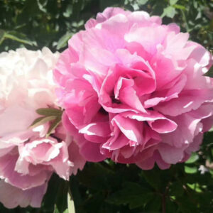 Learn the management technique of tree peony in summer