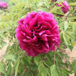 Common diseases and insect pests of tree peony
