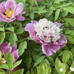 For the summer pest control of tree peonies