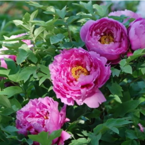 How to distinguish tree peony from herbaceous peony