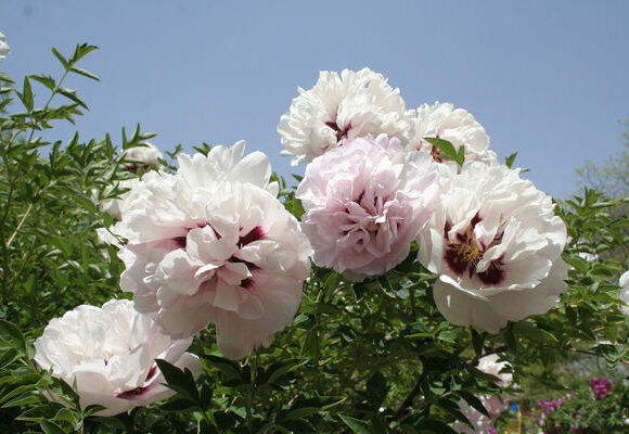 What kind of soil is tree peony suitable for