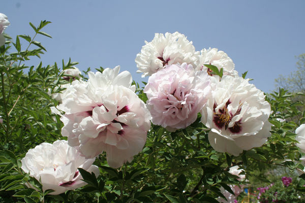 What kind of soil is tree peony suitable for