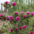 How much do you know about paeonia rockii ? Let me show you some peonies in Gansu