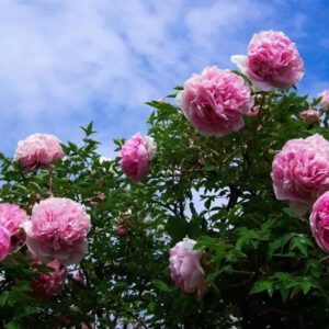 Methods of prevention and control of tree peony flowers in summer