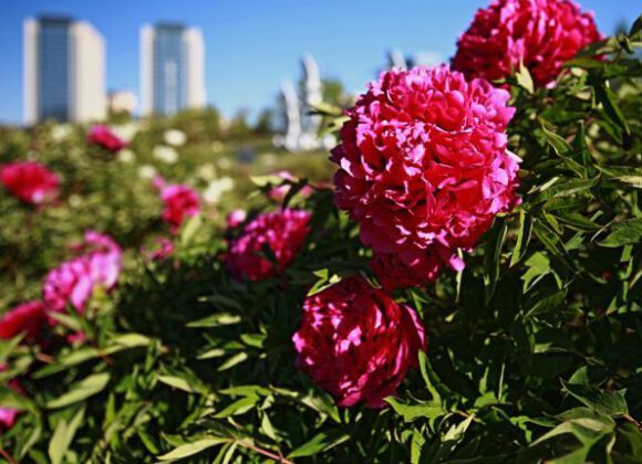 the key points of peony management in spring
