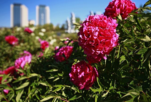 the key points of peony management in spring