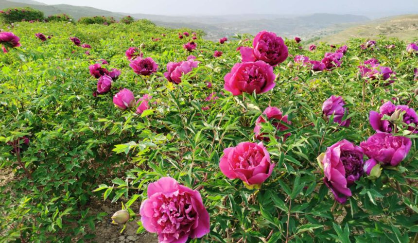 paeonia rockii planting master these three points, Bloom more beautiful paeonia rockii planting master these three points, Bloom more beautiful