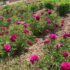 You should pay attention to these problems in summer tree peonies