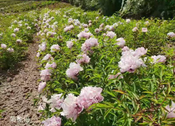 The difference between Rockii peony and Chinese tree peony