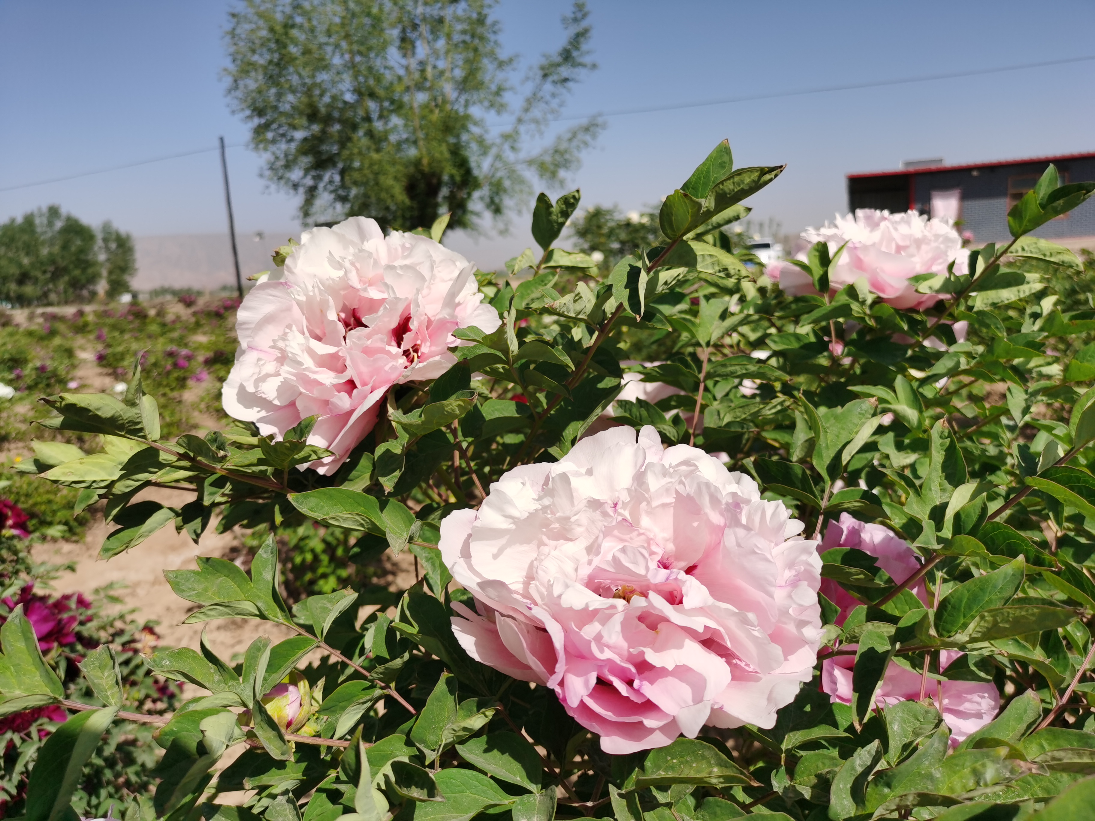 Peony Flowers to bloom, spring management is very important, teach you a few management skills