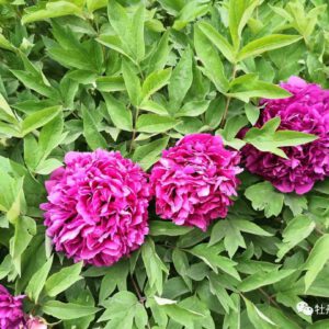 Management of tree peonies in spring