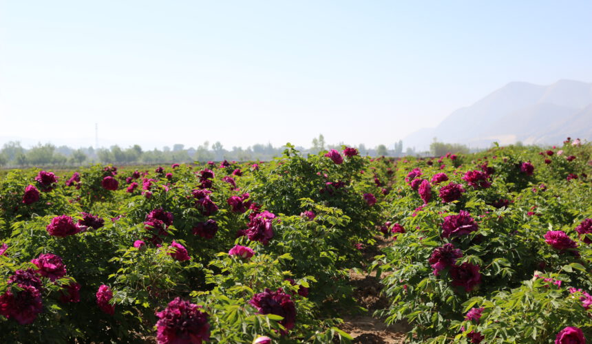 How to manage the tree peony after flowering How to manage the tree peony after flowering