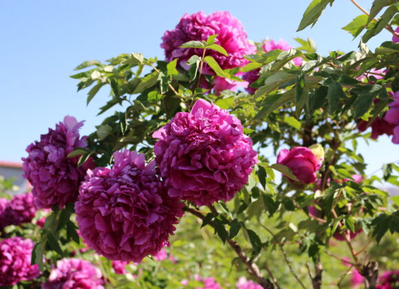 Management methods of peony in spring