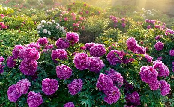 c6c3d4891630cac4-0ffa7ac5c1788d82-32996e4af48451c5b10f74431f9a571d Master the four key points of your treepeony can grow well