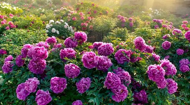 Master the four key points of your treepeony can grow well