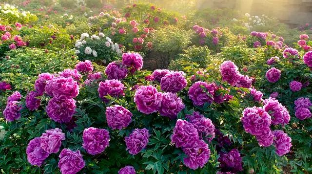 c6c3d4891630cac4-0ffa7ac5c1788d82-32996e4af48451c5b10f74431f9a571d Master the four key points of your treepeony can grow well