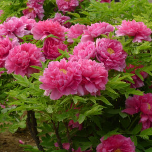 Introduction of producing area and planting history of tree peony